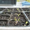 Marzo: seminiamo i pomodori in vaso!