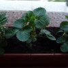 Lavori nell’orto: trapiantiamo le fragole!