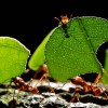 5 rimedi naturali contro le formiche
