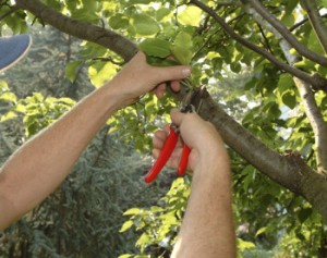 Avere alberi da frutto sani si può! l’importante è scegliere delle Avere alberi da frutto sani si può! l’importante è scegliere delle