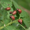 Gli insetti che si nutrono delle radici delle nostre piante!
